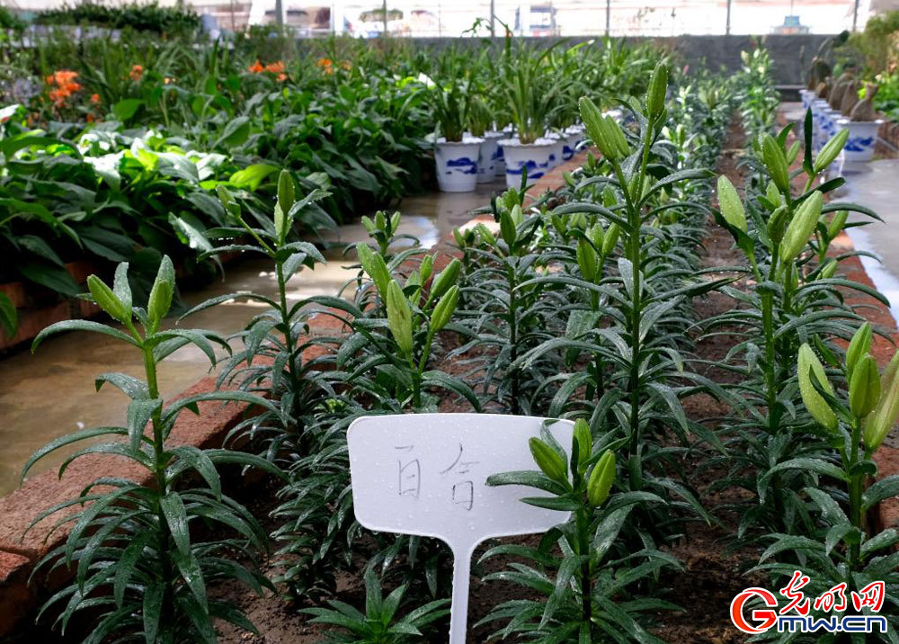 Modern plateau agriculture thrives in Lhasa, SW China's Xizang