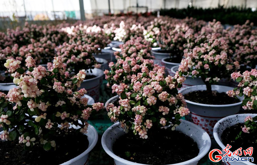Modern plateau agriculture thrives in Lhasa, SW China's Xizang