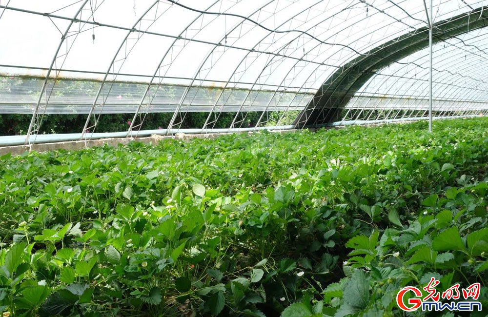 Modern plateau agriculture thrives in Lhasa, SW China's Xizang
