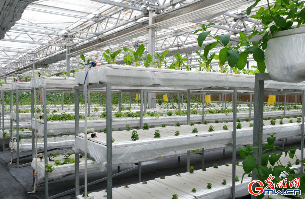 Modern plateau agriculture thrives in Lhasa, SW China's Xizang
