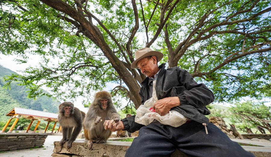 Twenty-five years of love: Tibetan Grandpa guards wild macaques