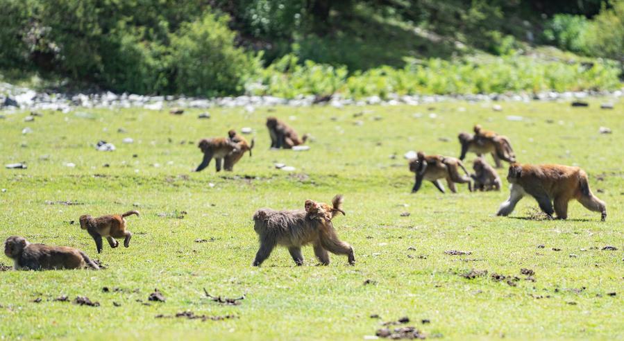 Twenty-five years of love: Tibetan Grandpa guards wild macaques