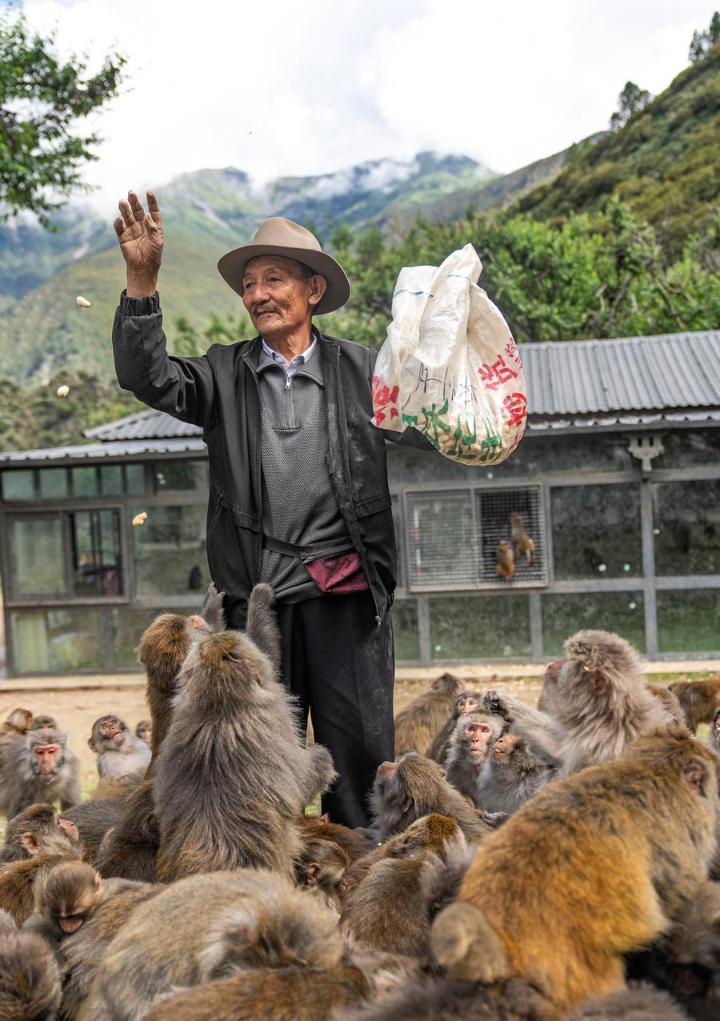 Twenty-five years of love: Tibetan Grandpa guards wild macaques
