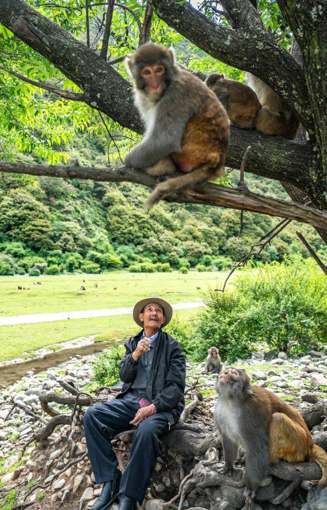 Twenty-five years of love: Tibetan Grandpa guards wild macaques