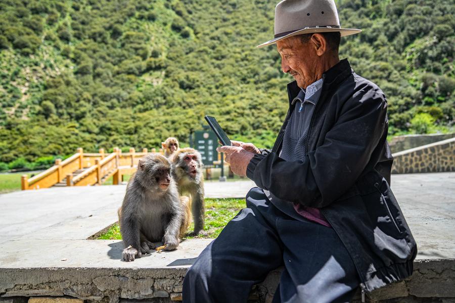 Twenty-five years of love: Tibetan Grandpa guards wild macaques