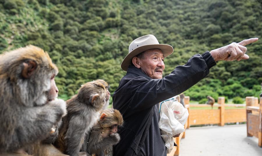 Twenty-five years of love: Tibetan Grandpa guards wild macaques