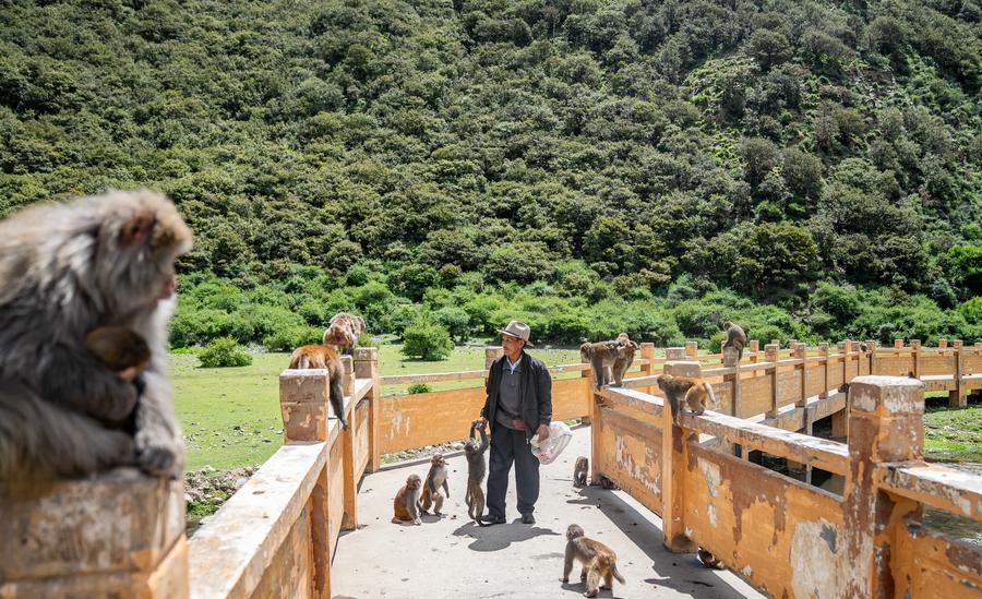 Twenty-five years of love: Tibetan Grandpa guards wild macaques
