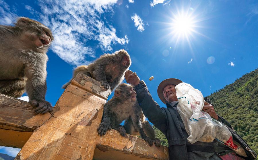 Twenty-five years of love: Tibetan Grandpa guards wild macaques