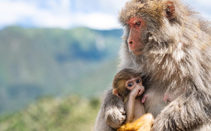 Twenty-five years of love: Tibetan Grandpa guards wild macaques