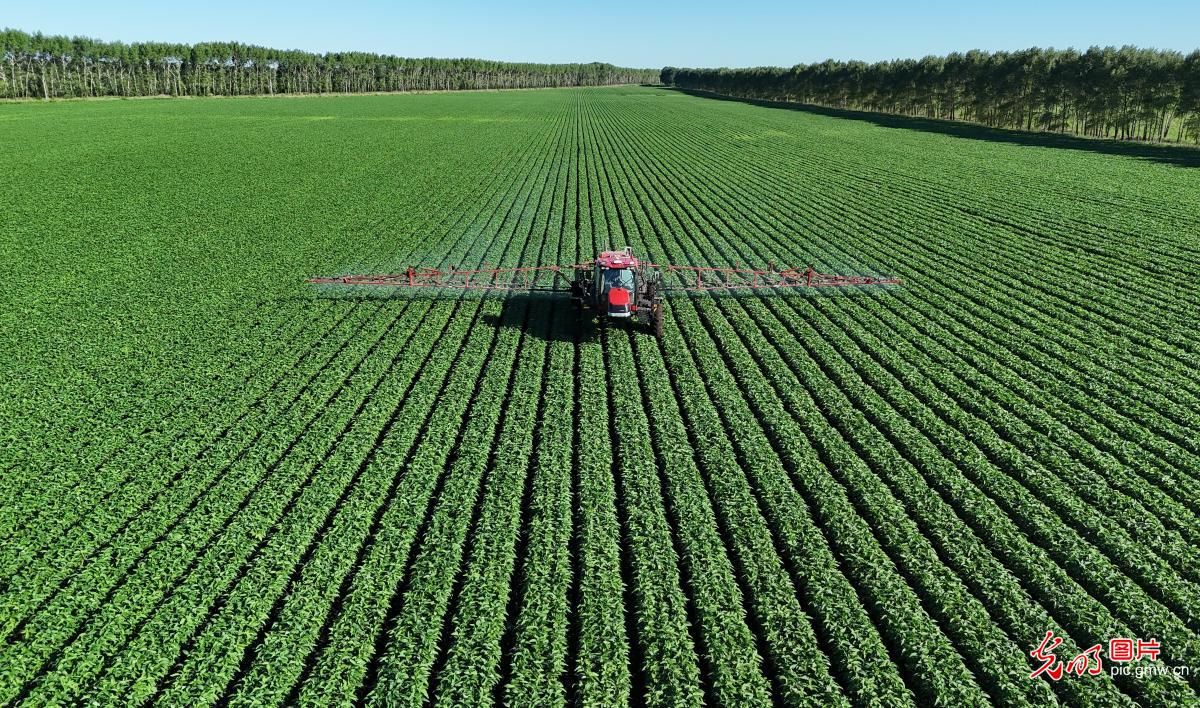 Fields in Full Swing Across China Paint a Vibrant Picture of Early Summer Vitality