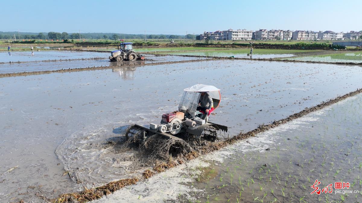 Fields in Full Swing Across China Paint a Vibrant Picture of Early Summer Vitality