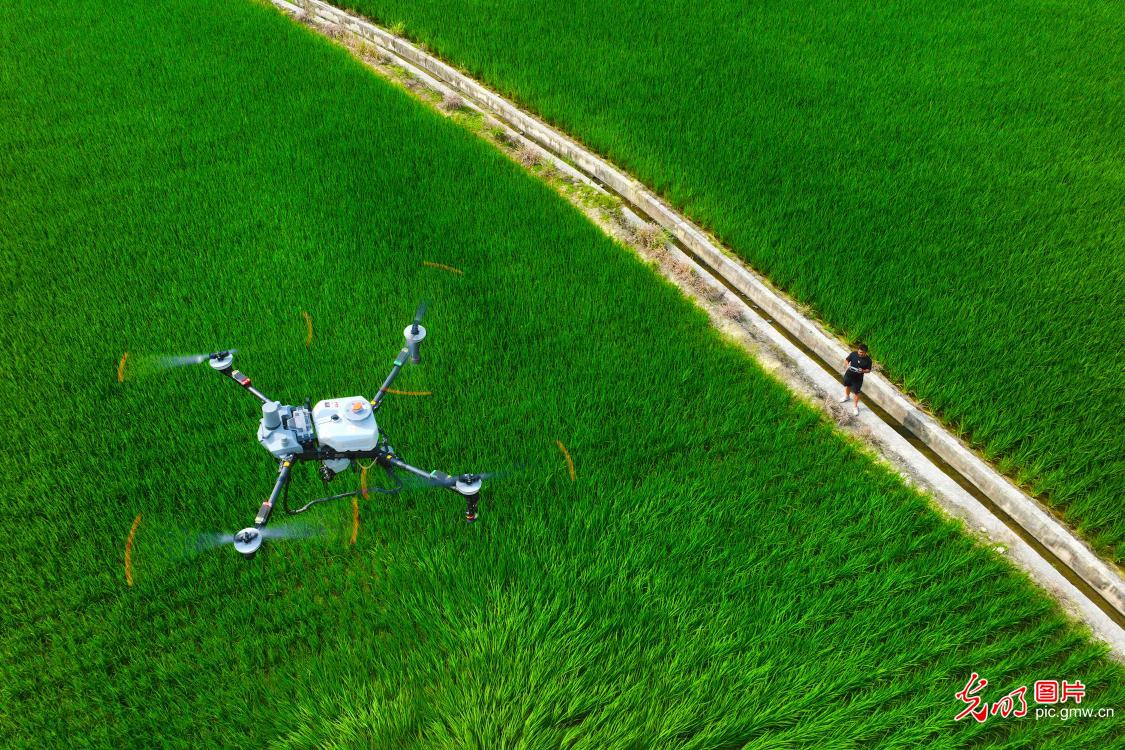 Fields in Full Swing Across China Paint a Vibrant Picture of Early Summer Vitality