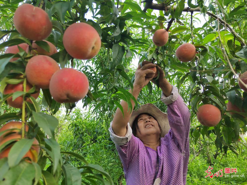 Fields in Full Swing Across China Paint a Vibrant Picture of Early Summer Vitality