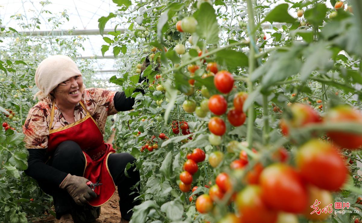 Fields in Full Swing Across China Paint a Vibrant Picture of Early Summer Vitality