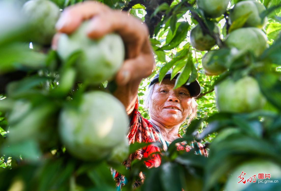Fields in Full Swing Across China Paint a Vibrant Picture of Early Summer Vitality