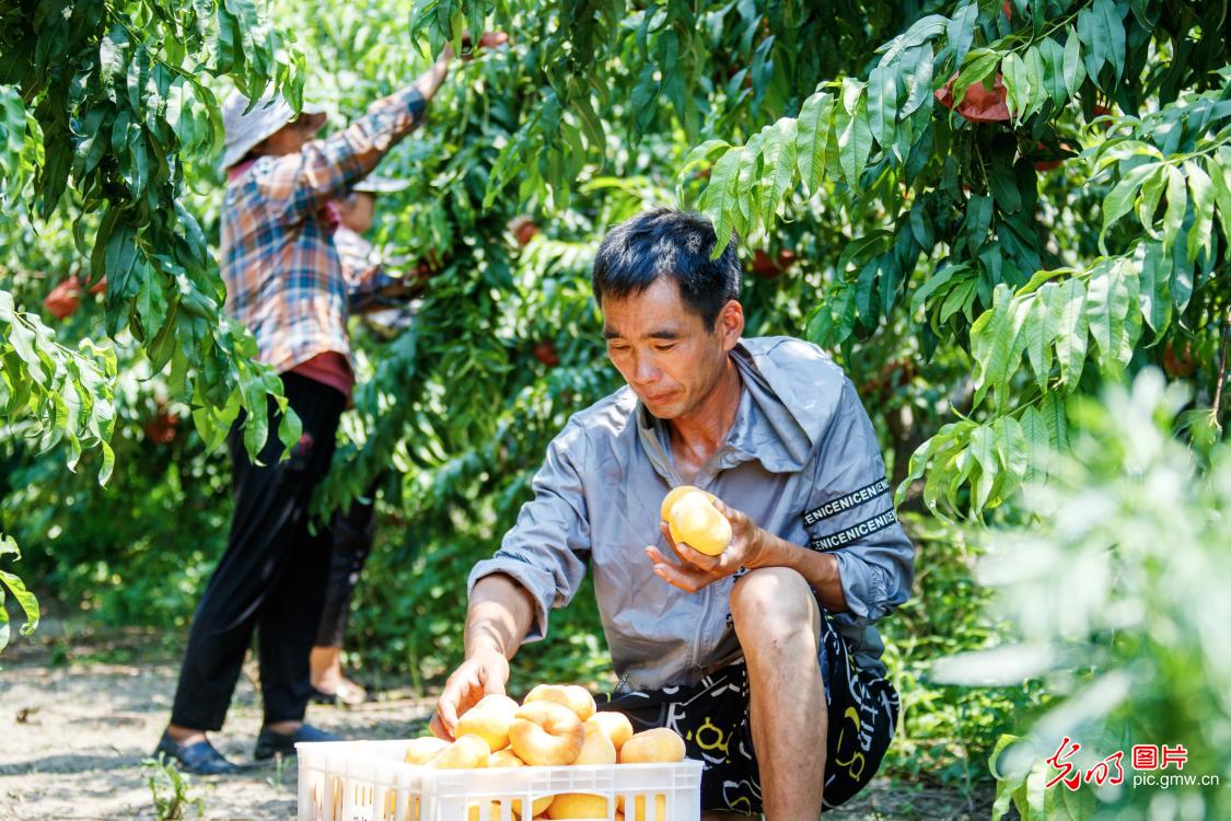 Fields in Full Swing Across China Paint a Vibrant Picture of Early Summer Vitality