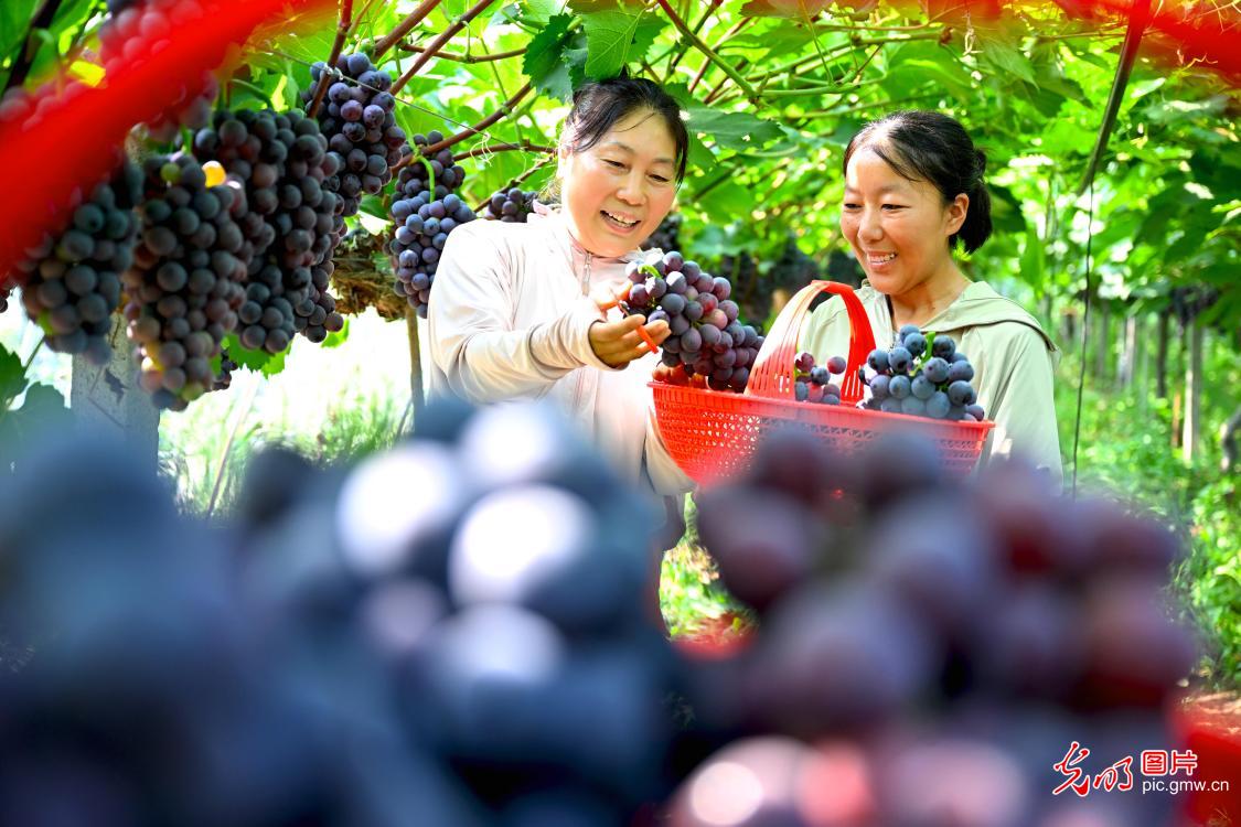 Fields in Full Swing Across China Paint a Vibrant Picture of Early Summer Vitality