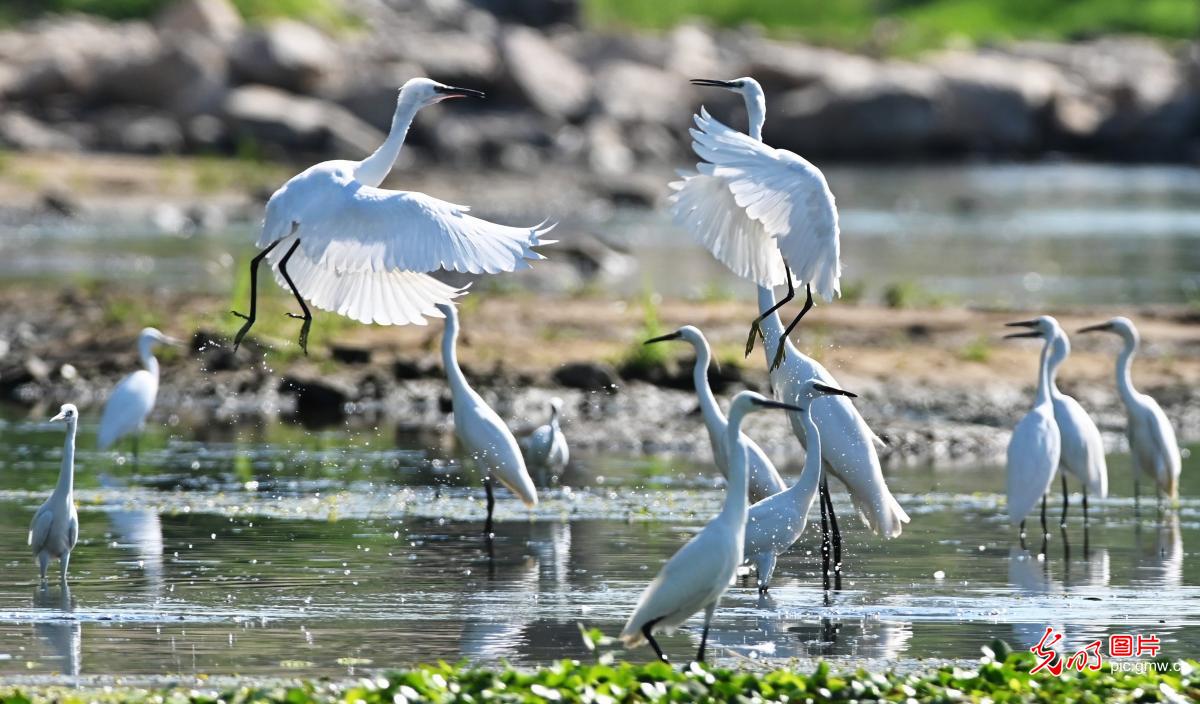 Graceful herons in early summer paint vibrant ecological landscape across China