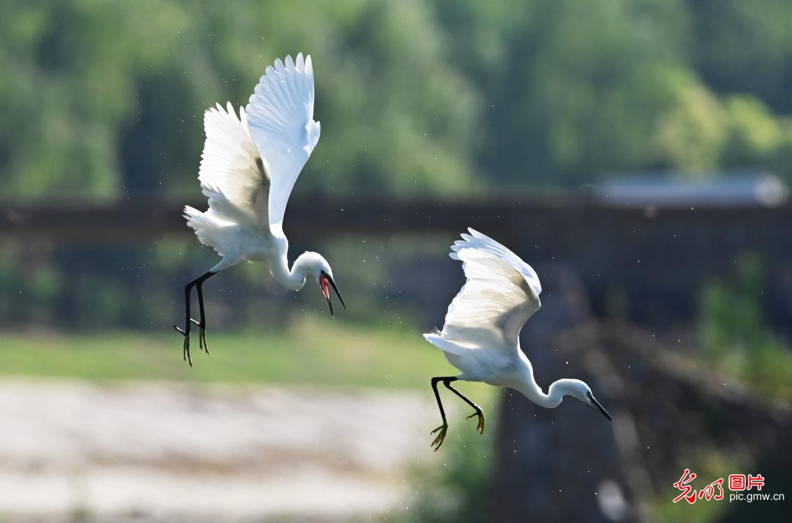 Graceful herons in early summer paint vibrant ecological landscape across China