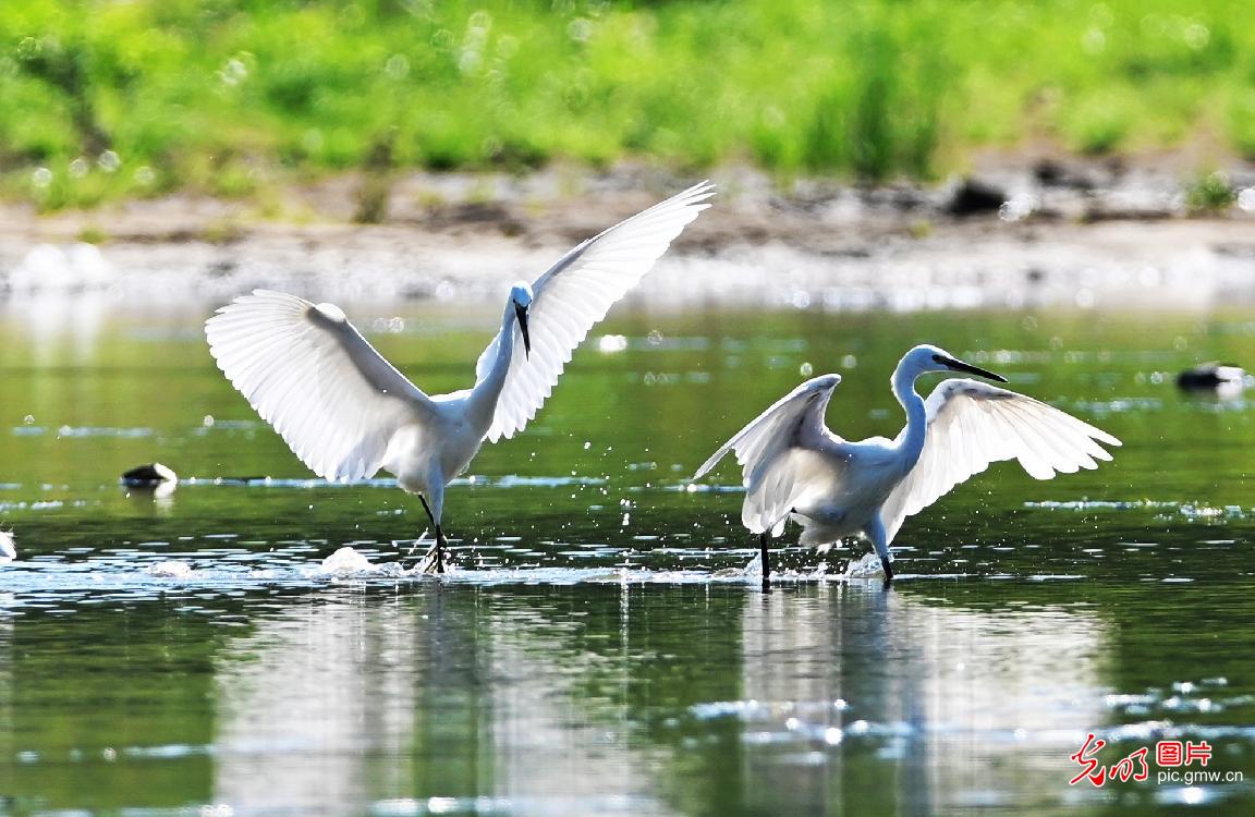 Graceful herons in early summer paint vibrant ecological landscape across China