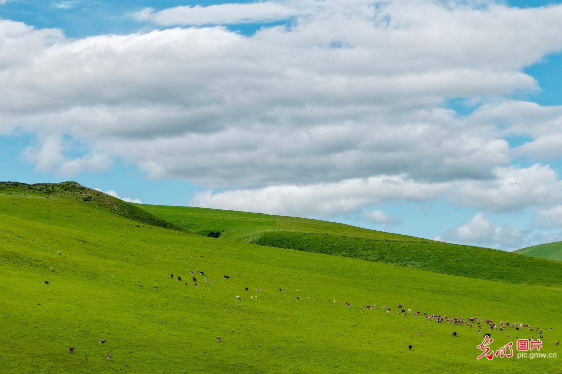 Picturesque grasslands in N China’s Inner Mongolia