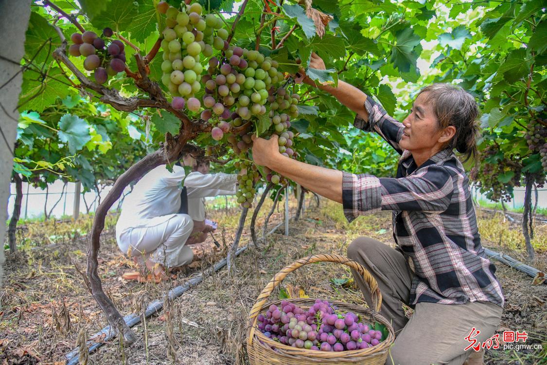 Grape harvest in E China’s Jiangxi