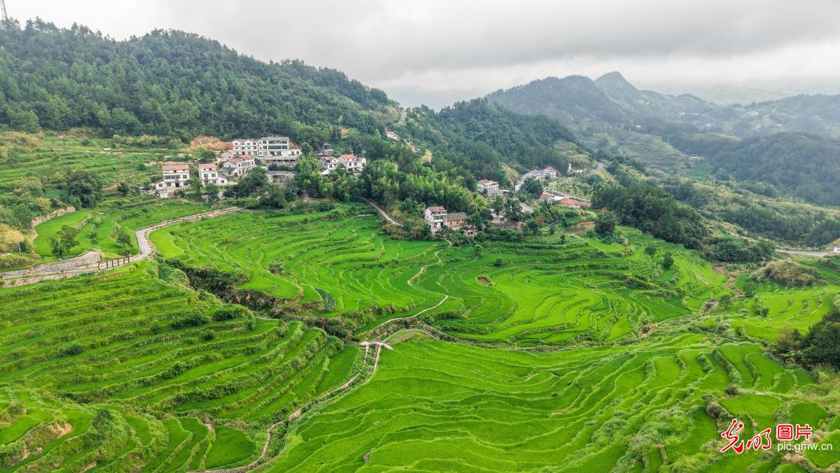Terraced fields, tidy villages weave idyllic rural canvas in C China's Hubei