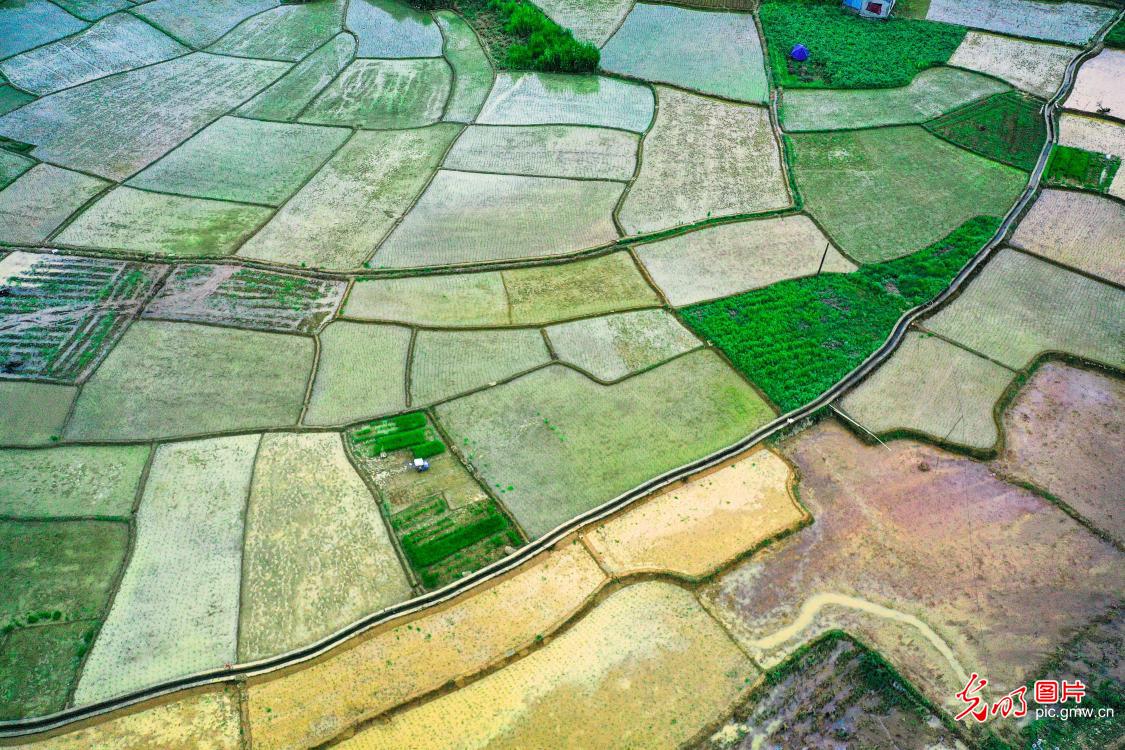 Vibrant rural palette in S China's Guangxi villages