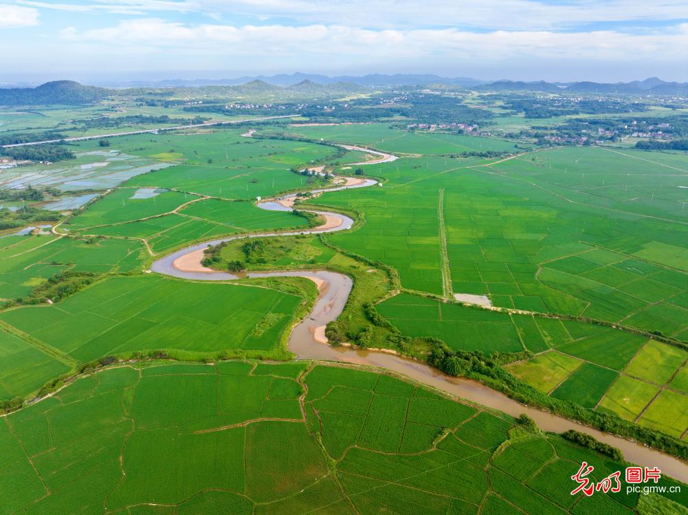 Lush late rice fields thrive in E China's Jiangxi