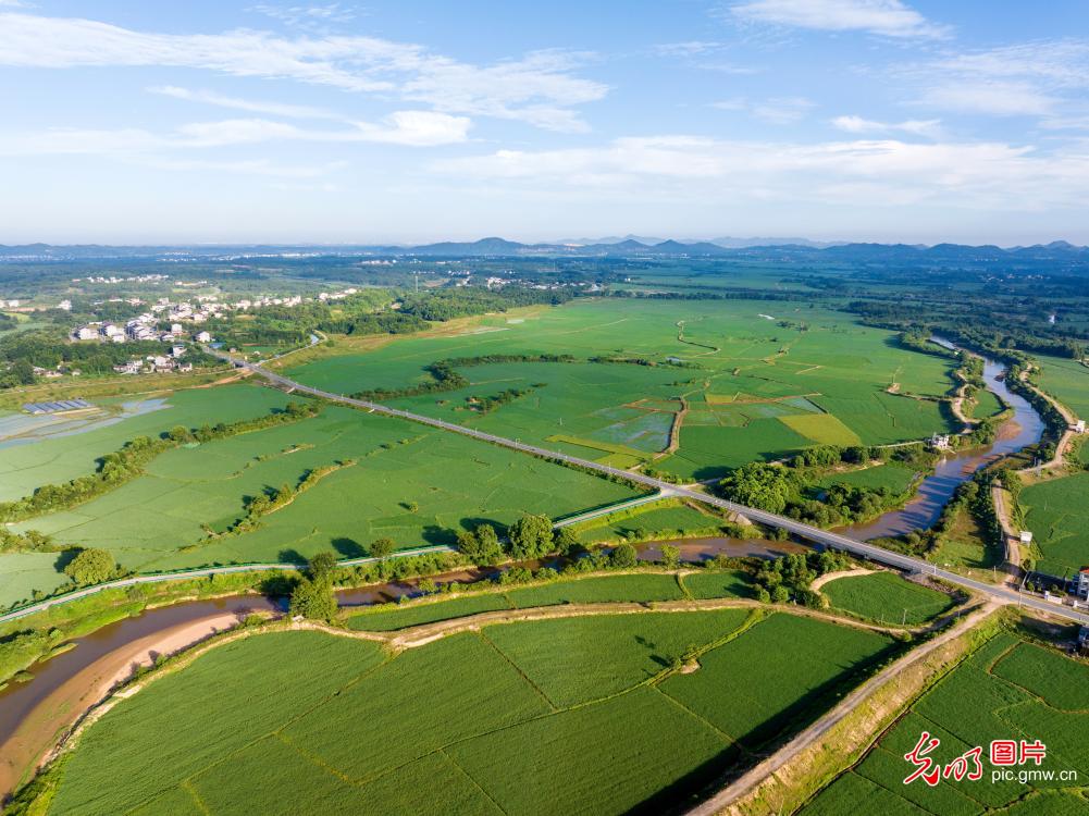 Lush late rice fields thrive in E China's Jiangxi