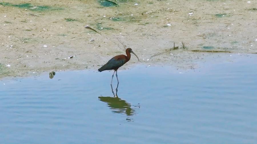 Rare glossy ibis returns to north China wetland after 15-year absence