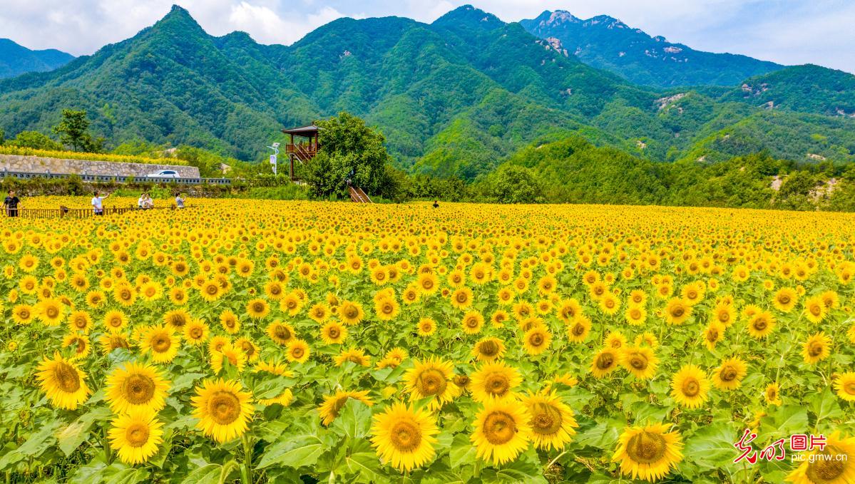 Sunflower fields attract tourists in C China's Henan