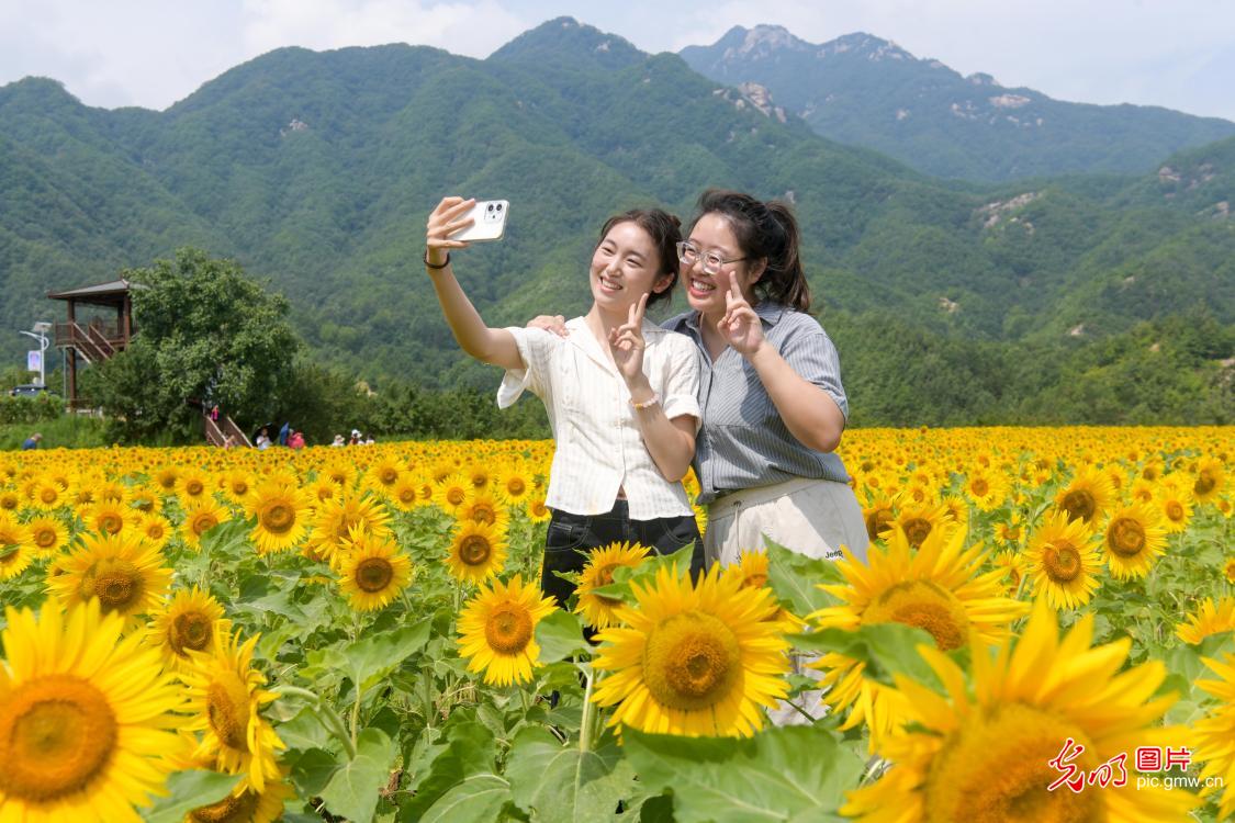 Sunflower fields attract tourists in C China's Henan