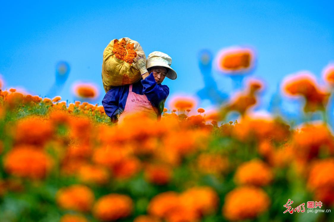 Marigolds planting boosts income in SW China's Yunnan