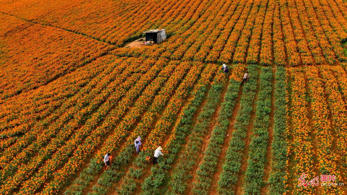 Marigolds planting boosts income in SW China's Yunnan