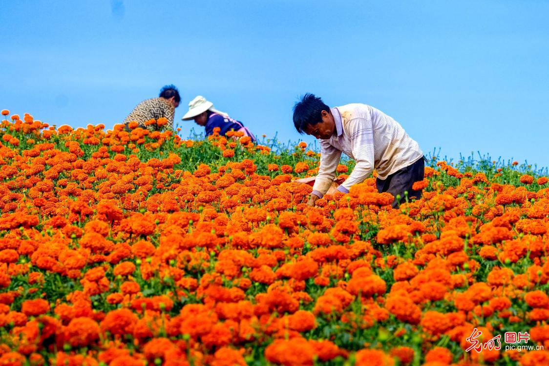 Marigolds planting boosts income in SW China's Yunnan