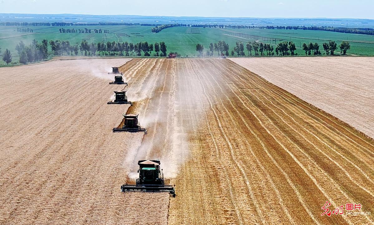 Wheat harvest in full swing in N China's Heilongjiang
