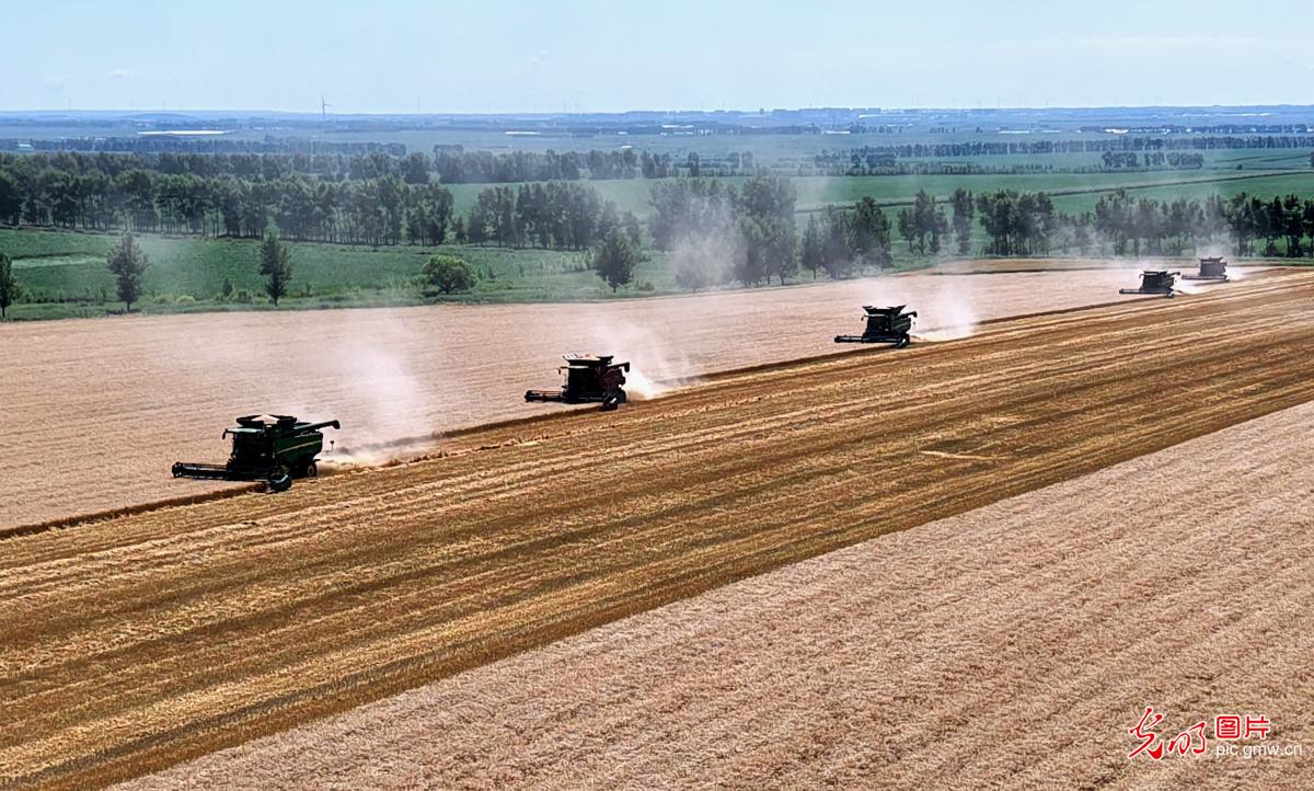 Wheat harvest in full swing in N China's Heilongjiang