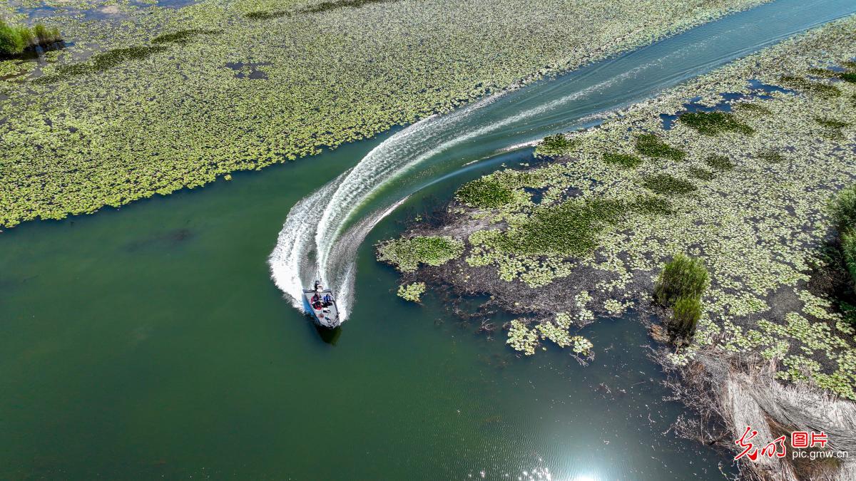 View of ecological charm at Bosten Lake in China's Xinjiang