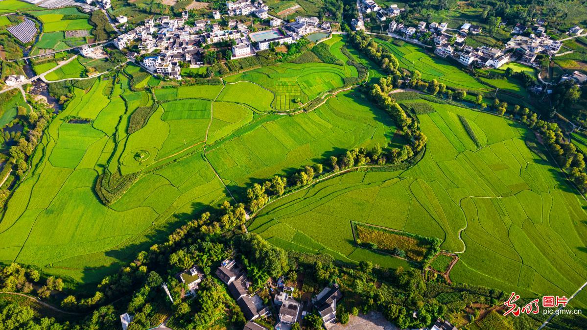 In pics: Rice fields in SW China's Guizhou
