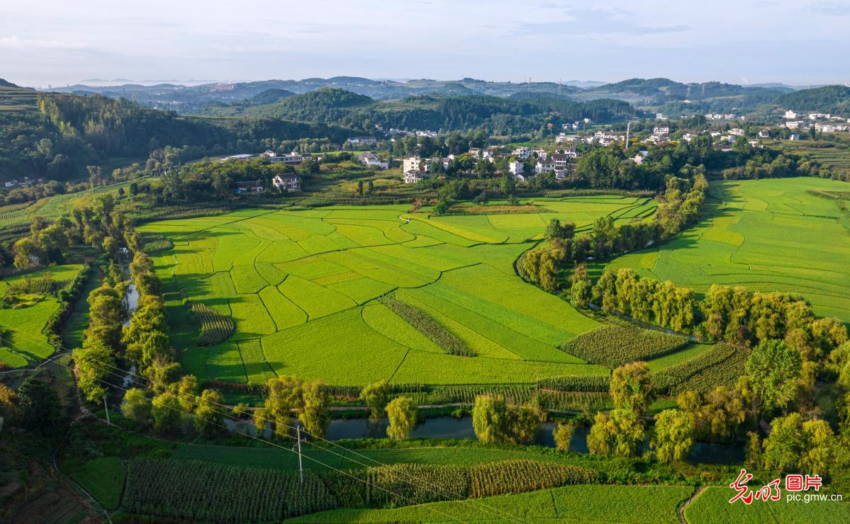 In pics: Rice fields in SW China's Guizhou