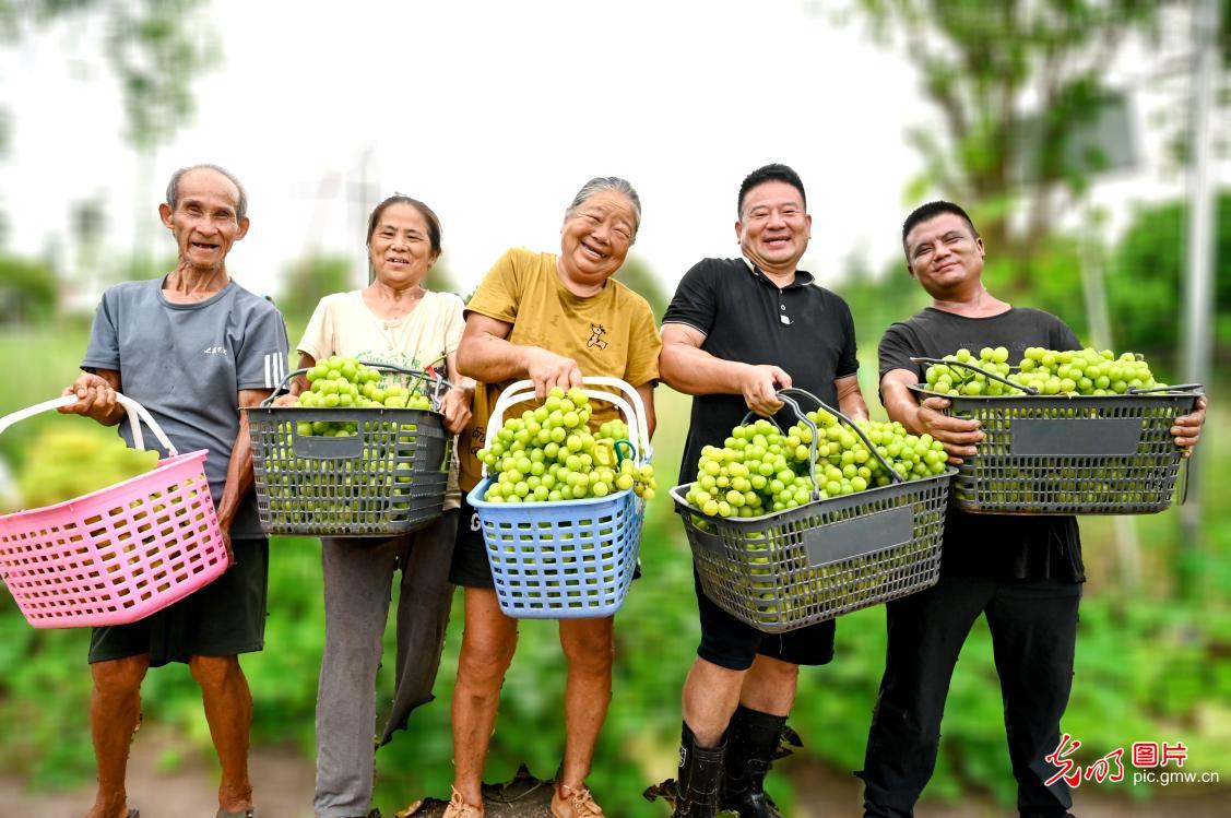 Grapes harvest across China