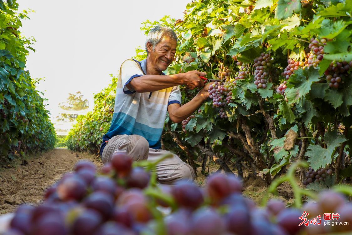 Grapes harvest across China