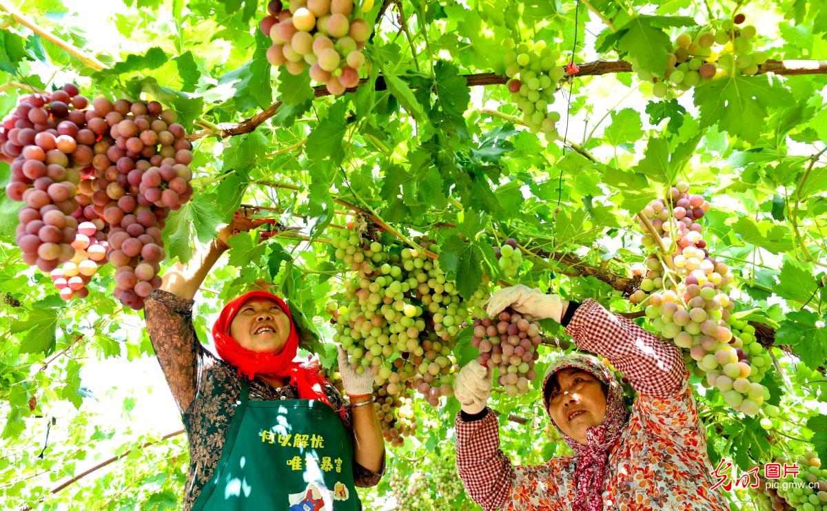 Grapes harvest across China