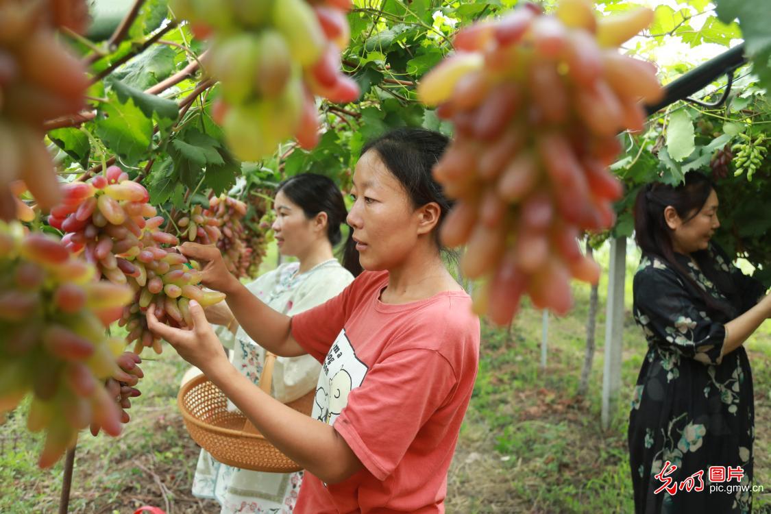 Grapes harvest across China