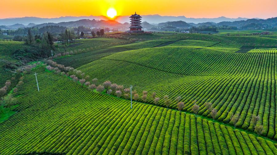 How Xi's green vision sparks hope for a sustainable world