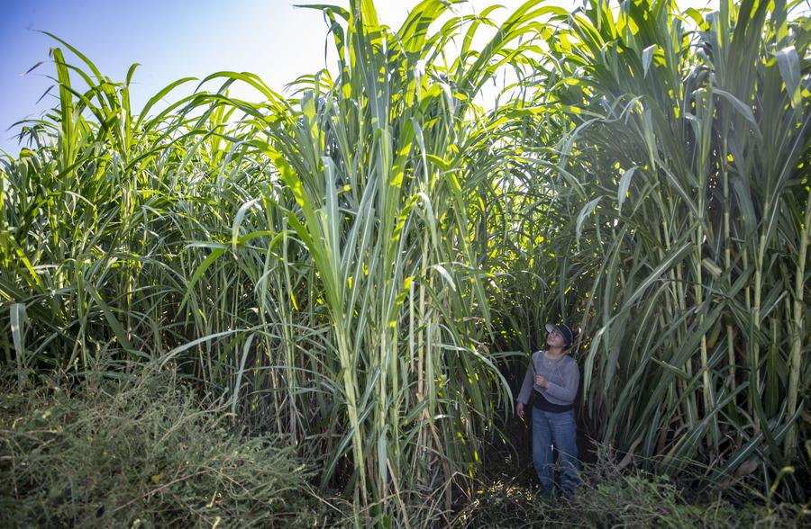 How Xi's green vision sparks hope for a sustainable world