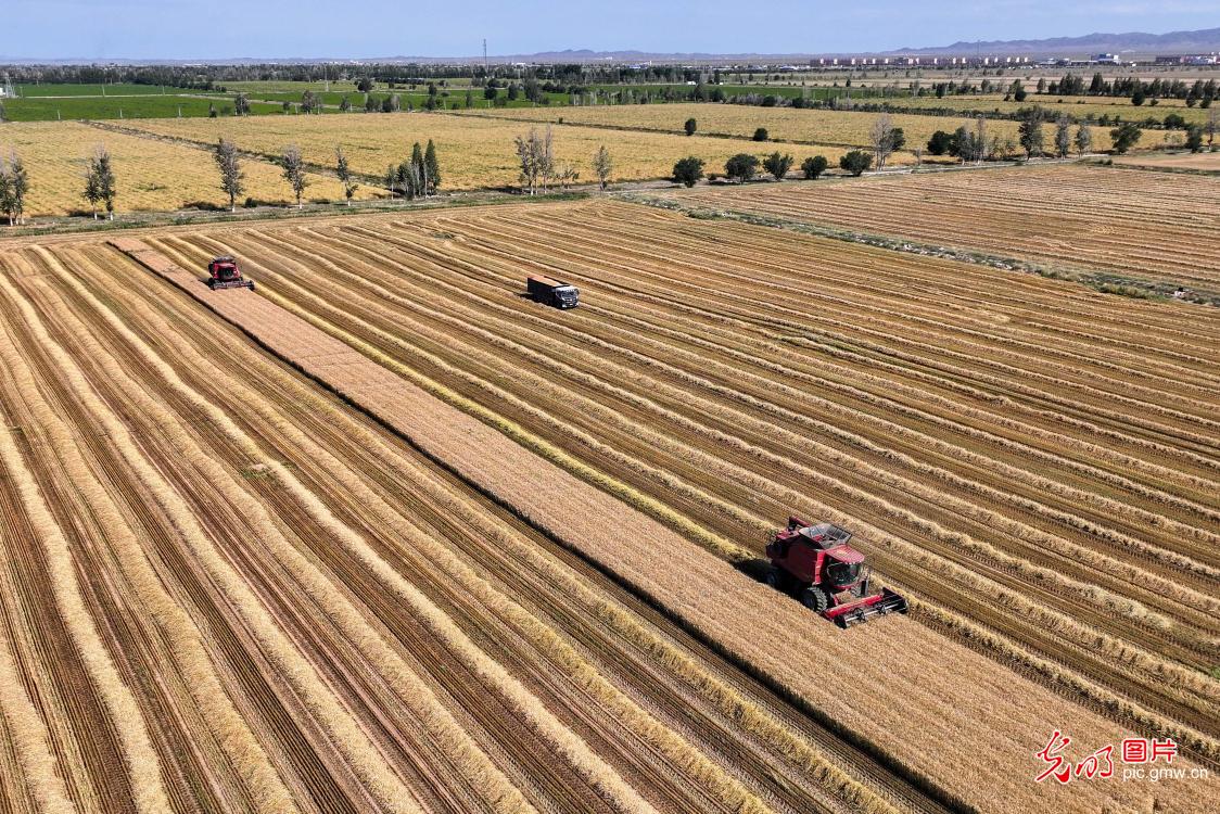 Spring wheat harvest begins in Xinjiang