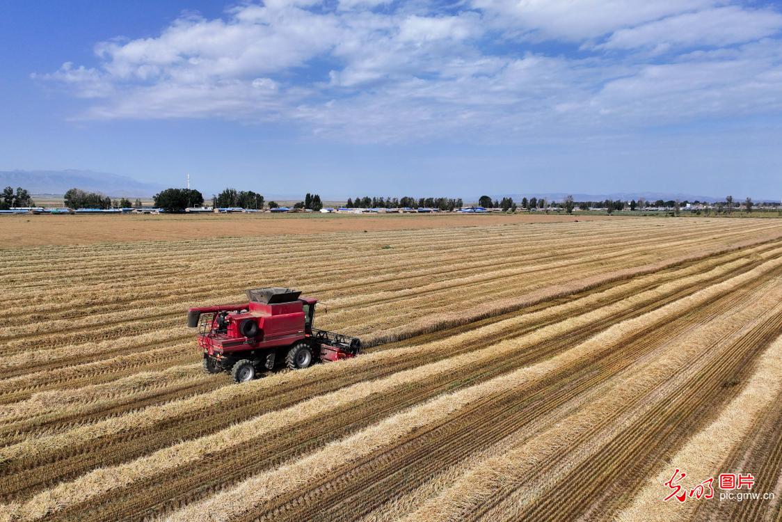 Spring wheat harvest begins in Xinjiang