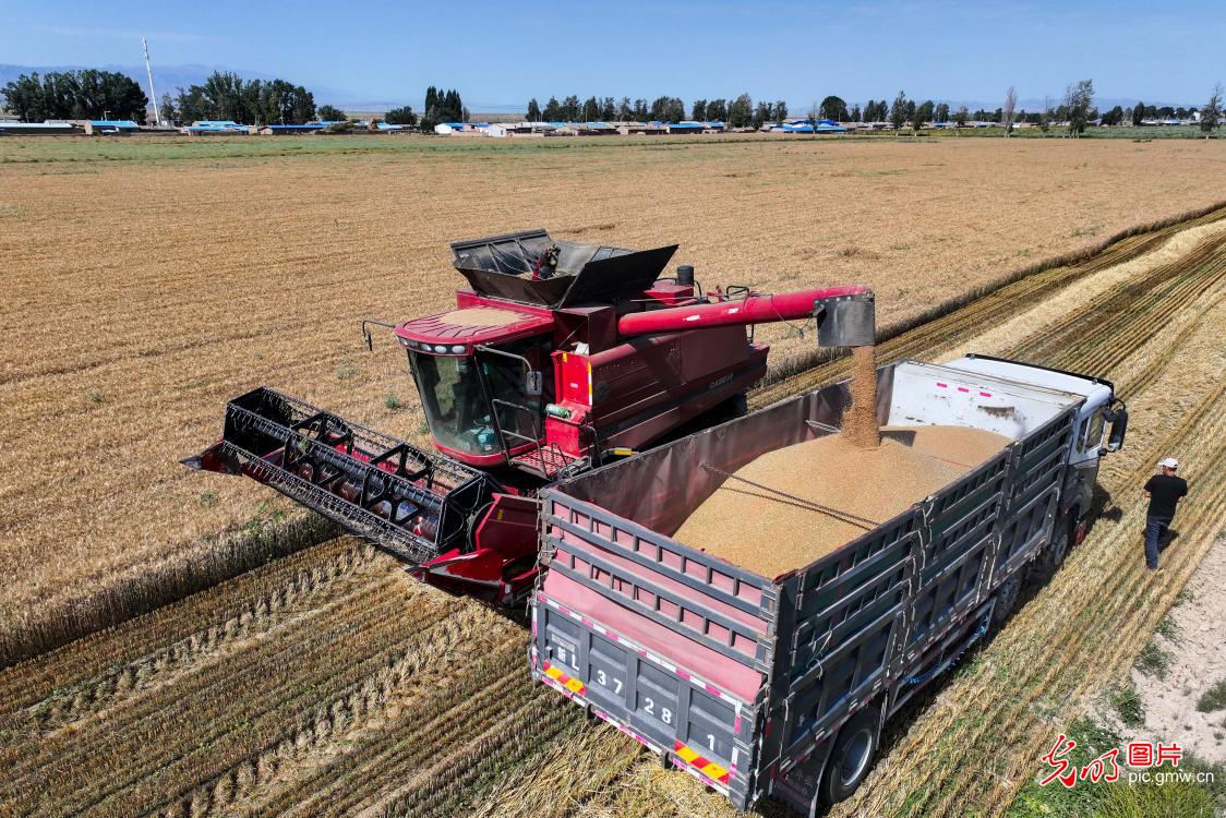 Spring wheat harvest begins in Xinjiang